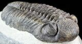Large, Pedinopariops Trilobite - Mrakib, Morocco #50550-3